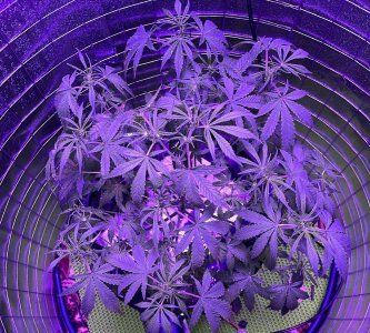 BB8048A5-AFD8-4B44-80A6-DBA3AE071F1B.jpeg BB8048A5-AFD8-4B44-80A6-DBA3AE071F1B.jpeg