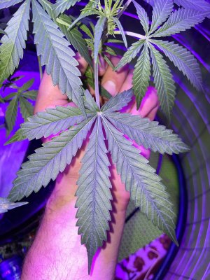 A2CD577C-DCE0-4904-8001-1EDC4CA32553.jpeg A2CD577C-DCE0-4904-8001-1EDC4CA32553.jpeg