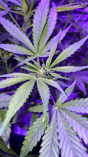 D992C5D7-A6E5-42AC-B81C-AD7D08EE7D61.jpeg D992C5D7-A6E5-42AC-B81C-AD7D08EE7D61.jpeg