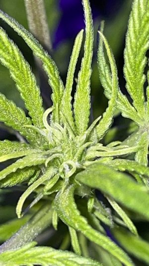 1D687E9F-1B0B-4F5C-A8F6-C84B9DFAF2E6.jpeg 1D687E9F-1B0B-4F5C-A8F6-C84B9DFAF2E6.jpeg