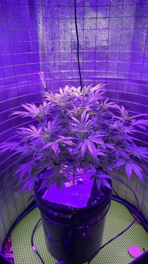 4E02606D-13EA-47FE-B961-AF5FF36F70A7.jpeg 4E02606D-13EA-47FE-B961-AF5FF36F70A7.jpeg