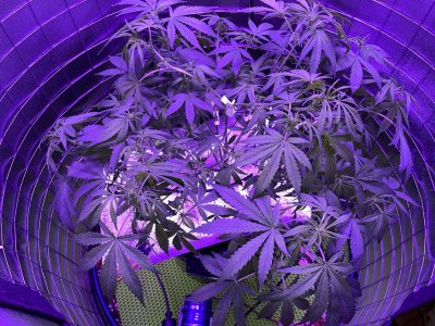 077F9CF1-B8FC-41BA-9B8D-638211C376B4.jpeg 077F9CF1-B8FC-41BA-9B8D-638211C376B4.jpeg