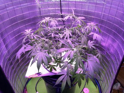 C3D9AF94-AEA4-4D09-A564-9EAB15283B46.jpeg C3D9AF94-AEA4-4D09-A564-9EAB15283B46.jpeg