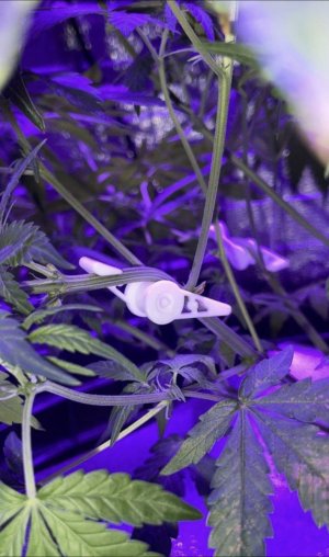 24105653-77C8-4CDA-9942-2109A08F2825.jpeg 24105653-77C8-4CDA-9942-2109A08F2825.jpeg