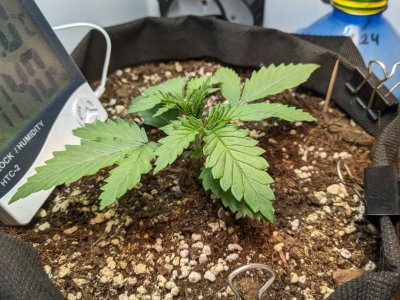 PXL_20230629_074353576.MP.jpg PXL_20230629_074353576.MP.jpg