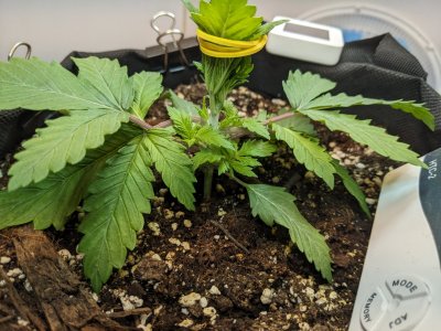 PXL_20230630_184923692.MP.jpg PXL_20230630_184923692.MP.jpg