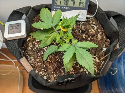 PXL_20230630_184902501.MP.jpg PXL_20230630_184902501.MP.jpg