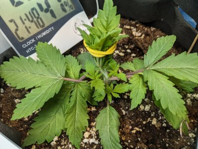 PXL_20230630_184913048.MP.jpg PXL_20230630_184913048.MP.jpg