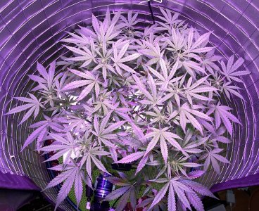 586EF91D-ED30-4C97-A0ED-62E05DE60CB4.jpeg 586EF91D-ED30-4C97-A0ED-62E05DE60CB4.jpeg