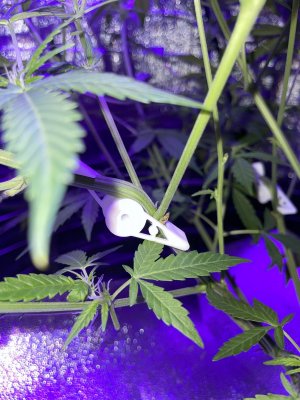 344C878A-613E-43D1-8C65-69033052D6F0.jpeg 344C878A-613E-43D1-8C65-69033052D6F0.jpeg