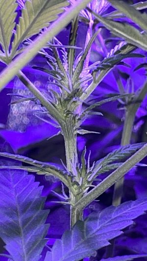 35E8FAA8-4CB0-45CE-B5A1-992335916B33.jpeg 35E8FAA8-4CB0-45CE-B5A1-992335916B33.jpeg