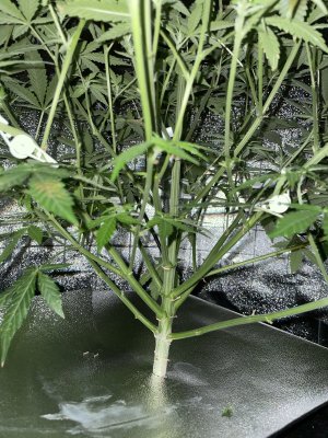 57F20129-22AA-40E5-B58F-648BDAFAF496.jpeg 57F20129-22AA-40E5-B58F-648BDAFAF496.jpeg