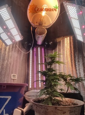 Picsart_23-07-04_08-50-06-007.jpg Picsart_23-07-04_08-50-06-007.jpg