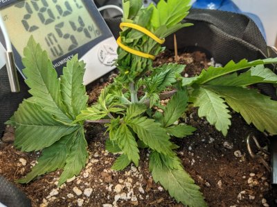 PXL_20230702_091122169.MP.jpg PXL_20230702_091122169.MP.jpg