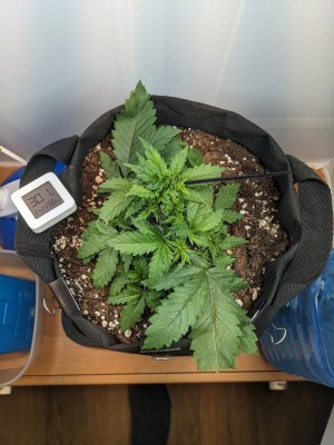 PXL_20230704_172029413.MP.jpg PXL_20230704_172029413.MP.jpg