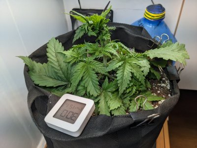 PXL_20230705_080008756.MP.jpg PXL_20230705_080008756.MP.jpg