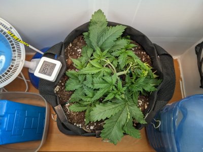 PXL_20230705_194216902.MP.jpg PXL_20230705_194216902.MP.jpg