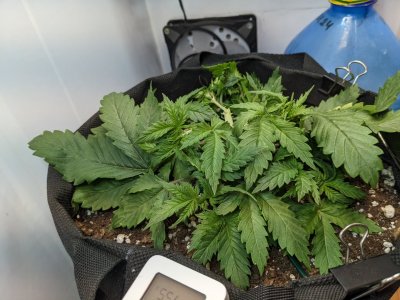 PXL_20230705_194228057.MP.jpg PXL_20230705_194228057.MP.jpg