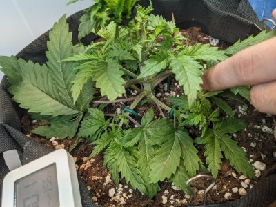 PXL_20230704_172137124.MP.jpg PXL_20230704_172137124.MP.jpg