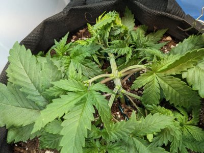 PXL_20230705_204033410.MP.jpg PXL_20230705_204033410.MP.jpg