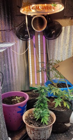 Picsart_23-07-06_18-24-29-493.jpg Picsart_23-07-06_18-24-29-493.jpg