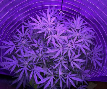 IMG_0917.jpg IMG_0917.jpg