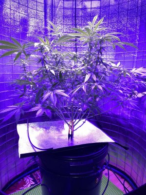 IMG_0918.JPG IMG_0918.JPG