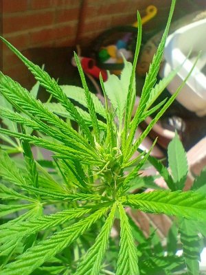 IMG20230707160954.jpg IMG20230707160954.jpg