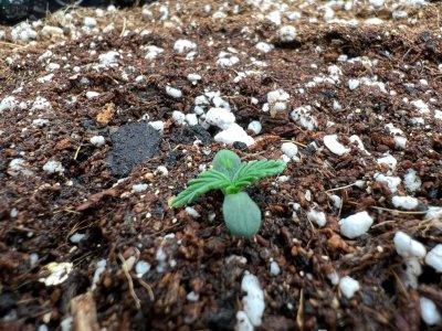 7CB8565F-E43F-4682-A0C5-BD6991D5FB2A.jpeg 7CB8565F-E43F-4682-A0C5-BD6991D5FB2A.jpeg