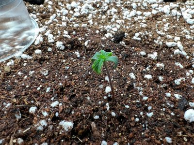 6A5C1970-27BB-45B2-A4BF-75016216CDB0.jpeg 6A5C1970-27BB-45B2-A4BF-75016216CDB0.jpeg