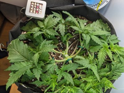 PXL_20230707_201604120.MP.jpg PXL_20230707_201604120.MP.jpg