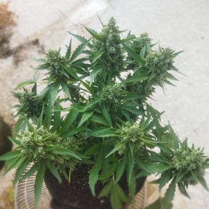 IMG_20230704_180356.jpg IMG_20230704_180356.jpg