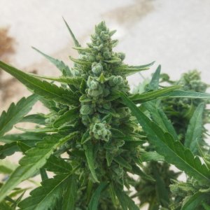 IMG_20230704_180414.jpg IMG_20230704_180414.jpg