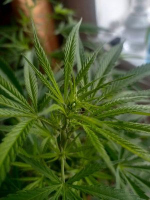 1688906252473666679328642877319.jpg 1688906252473666679328642877319.jpg