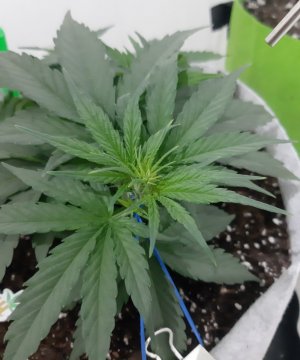 20230710_200335.jpg 20230710_200335.jpg