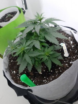 20230710_200306.jpg 20230710_200306.jpg