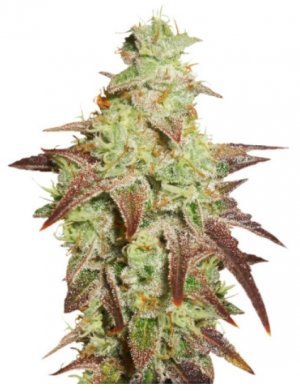 auto night queen.jpg