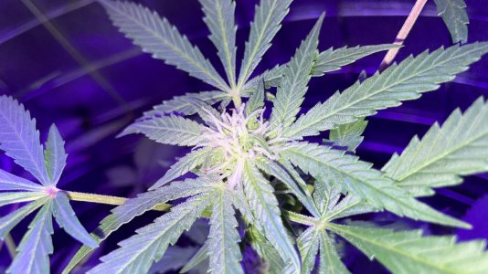 590091C9-DE04-4C36-948D-E01A36CF752F.jpeg 590091C9-DE04-4C36-948D-E01A36CF752F.jpeg