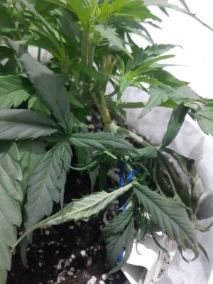 20230711_195953.jpg 20230711_195953.jpg