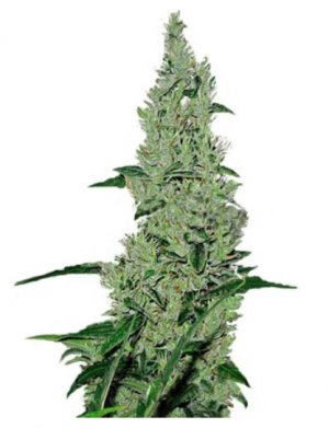 y griega.jpg y griega.jpg