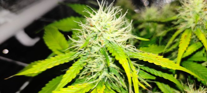 1640611242320.jpg 1640611242320.jpg