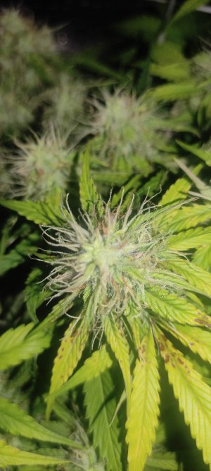 1640803896817.jpg 1640803896817.jpg