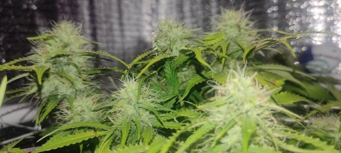 1640803896837.jpg 1640803896837.jpg