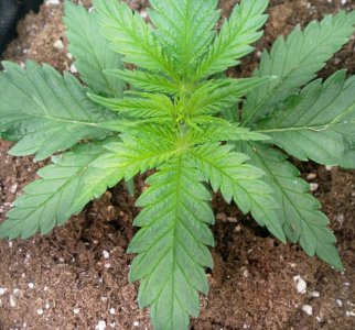 IMG_20220101_214928_515.jpg IMG_20220101_214928_515.jpg