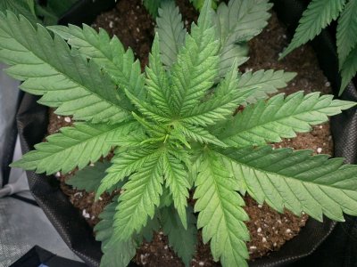 IMG_20220103_162234_628.jpg IMG_20220103_162234_628.jpg