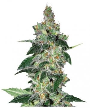 amnesia.jpg amnesia.jpg