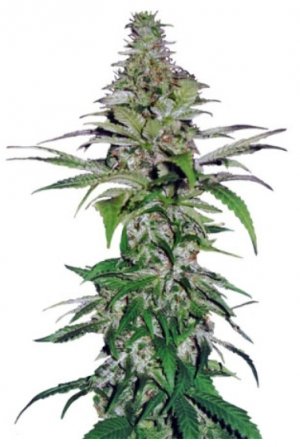 northern lights.jpg northern lights.jpg