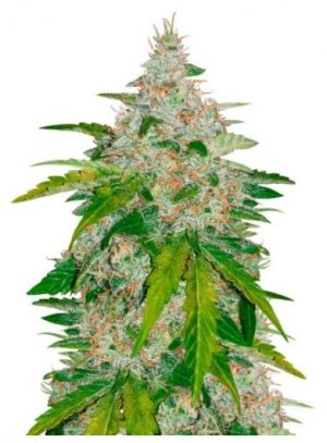 six shooter auto.jpg