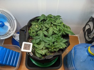 PXL_20230709_075733851.MP.jpg PXL_20230709_075733851.MP.jpg