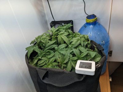 PXL_20230709_075740319.MP.jpg PXL_20230709_075740319.MP.jpg